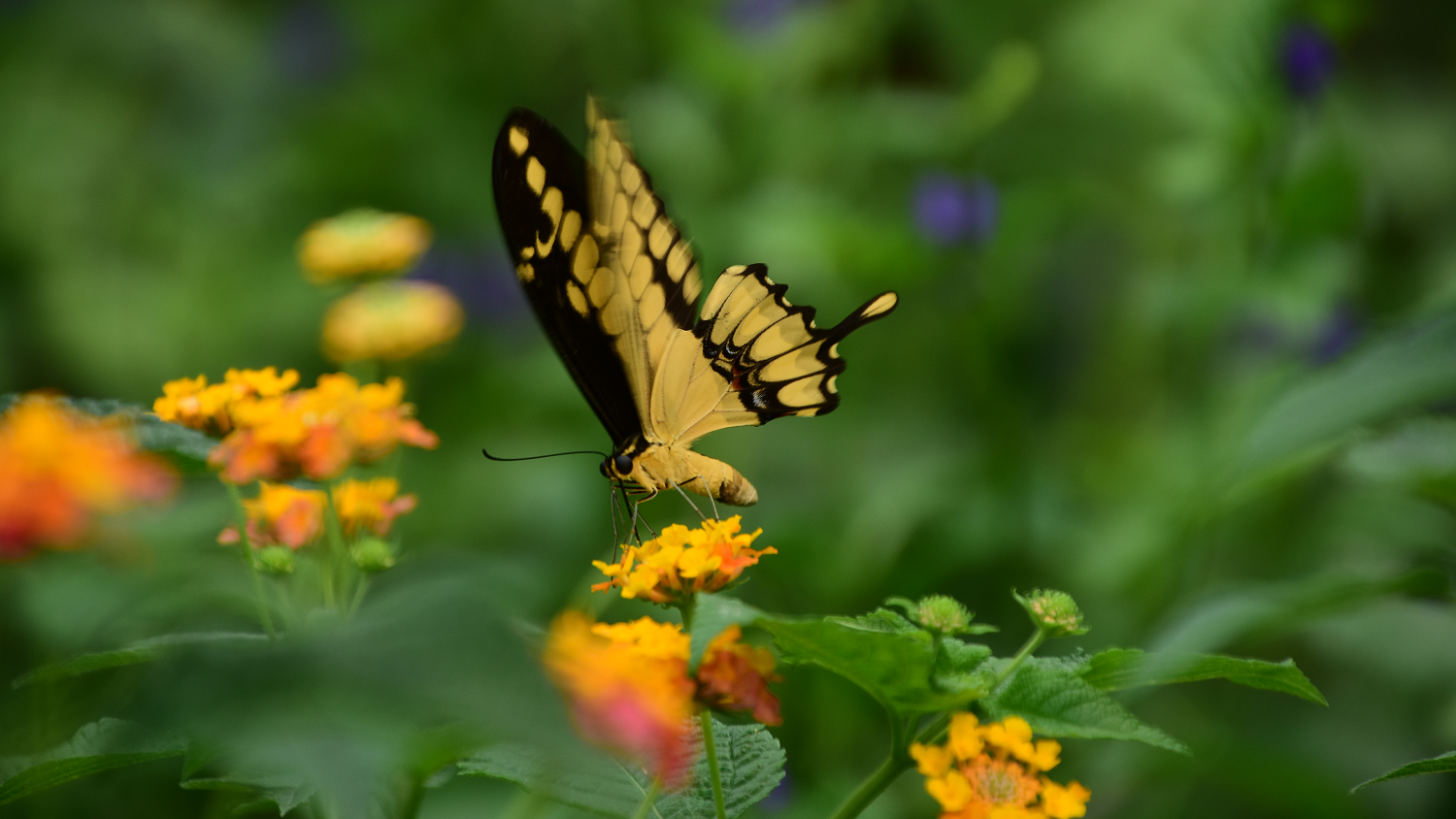 Nahaufnahme eines Schmetterlings im Papiliorama in Kerzers, Freiburg
