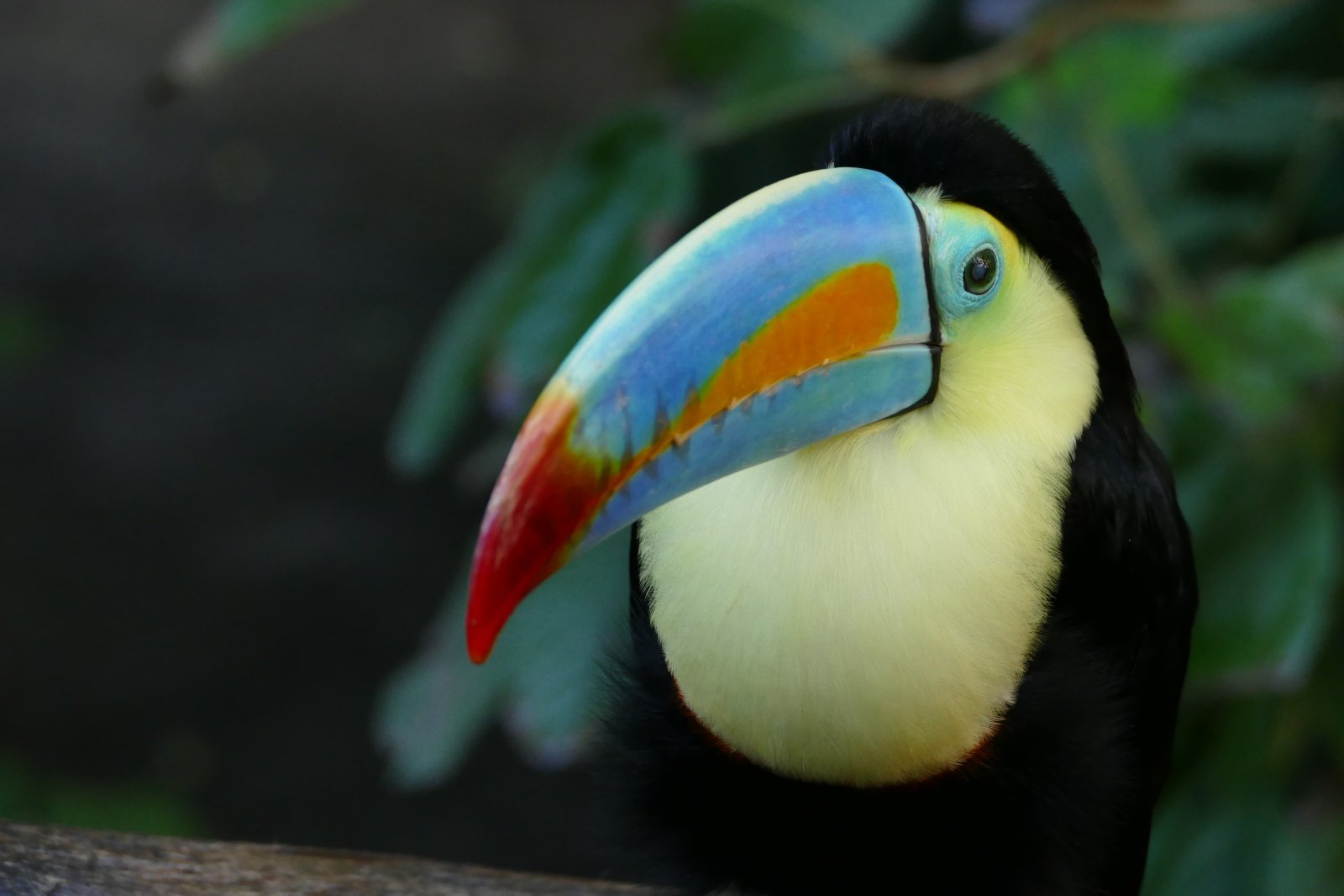 Vögel und andere Tiere im Papiliorama in Kerzers im Kanton Freiburg