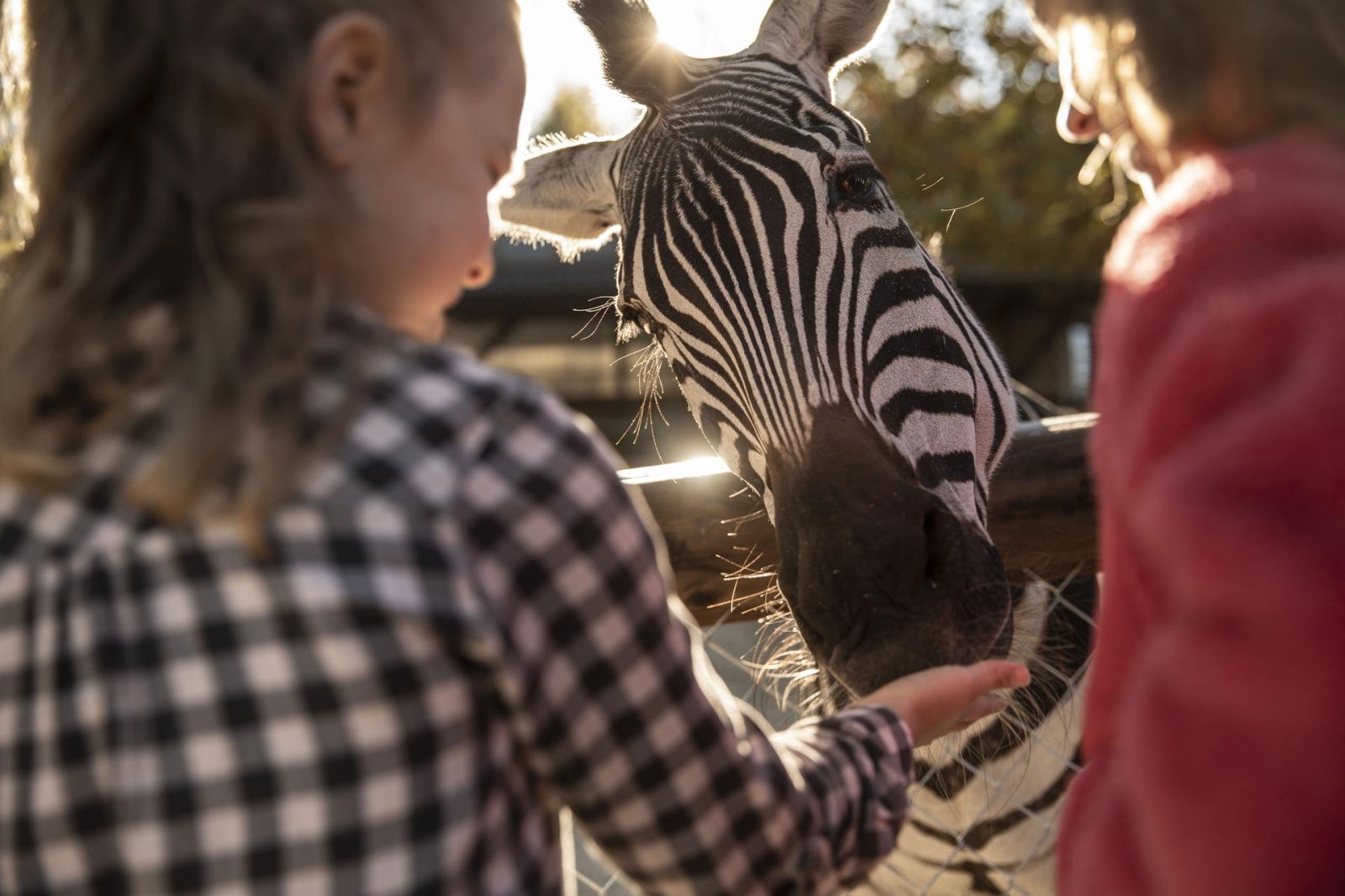 Fütterung eines Zebras im Walter Zoo in Gossau SG