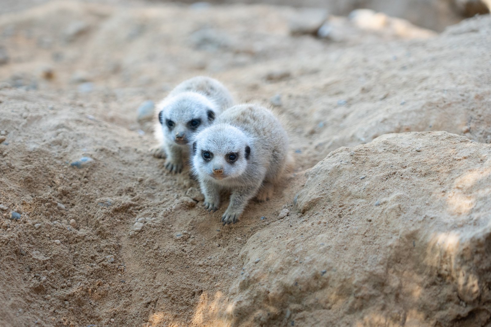 Erdmännchen im Walter Zoo in Gossau SG