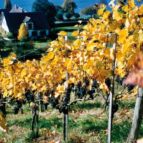 Weingut Schipf