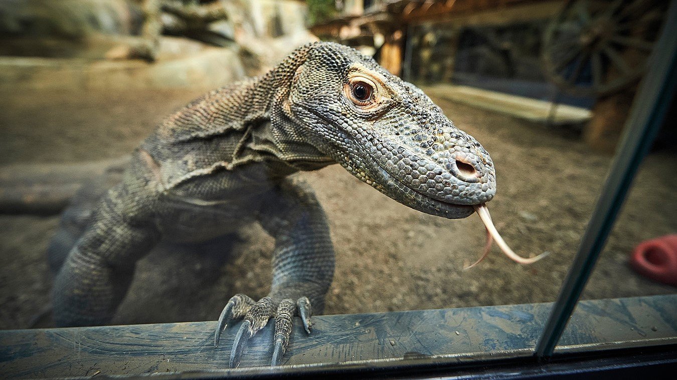 AQUATIS ist aktiv an Artenschutz- und Erhaltungszuchtprogrammen beteiligt, AQUATIS Aquarium-Vivarium in Lausanne